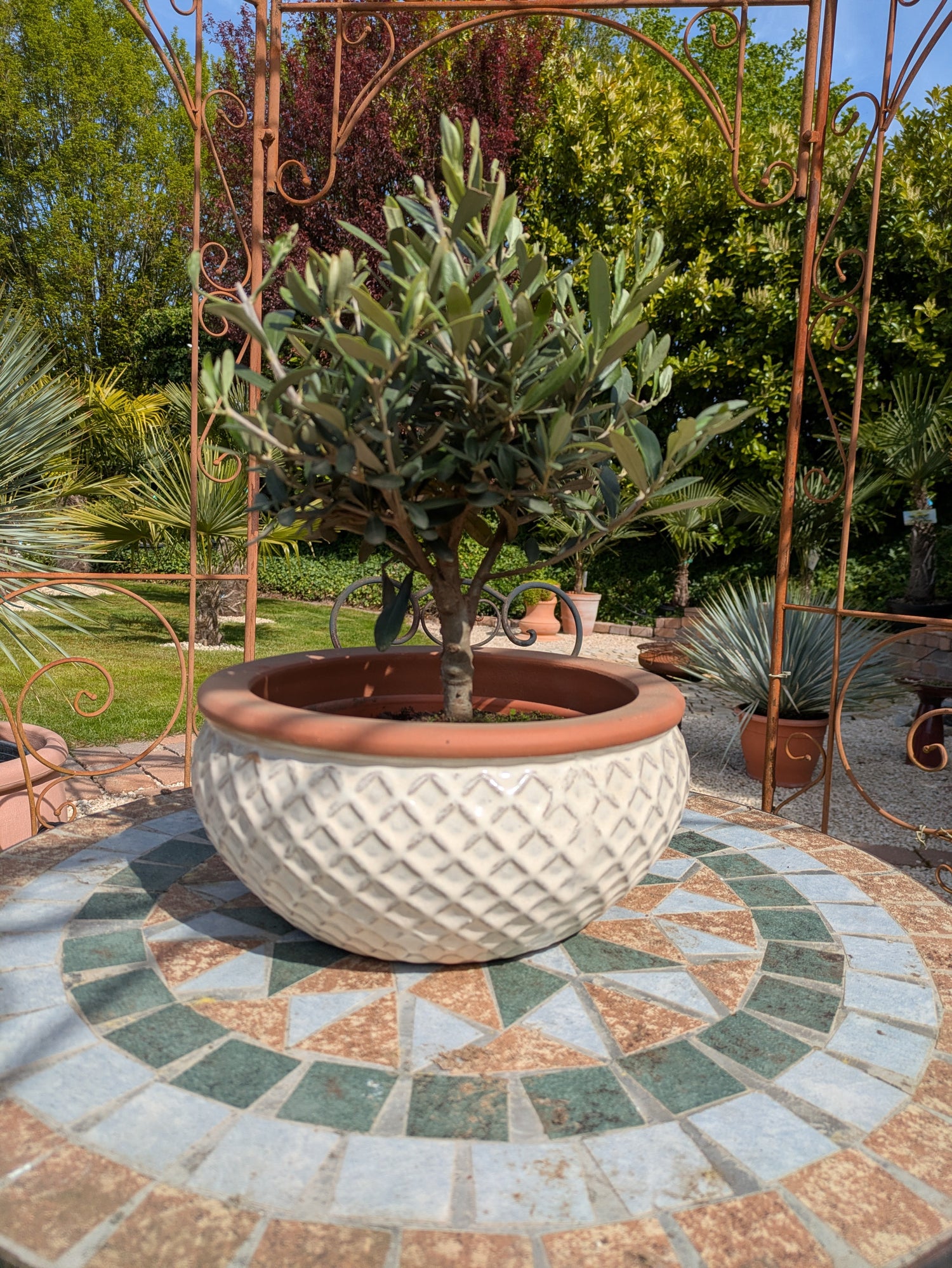 Olivenbonsai im Toskanagarten Lingenfeld  Pfalz