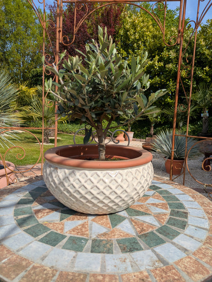 Olivenbonsai im Toskanagarten Lingenfeld  Pfalz