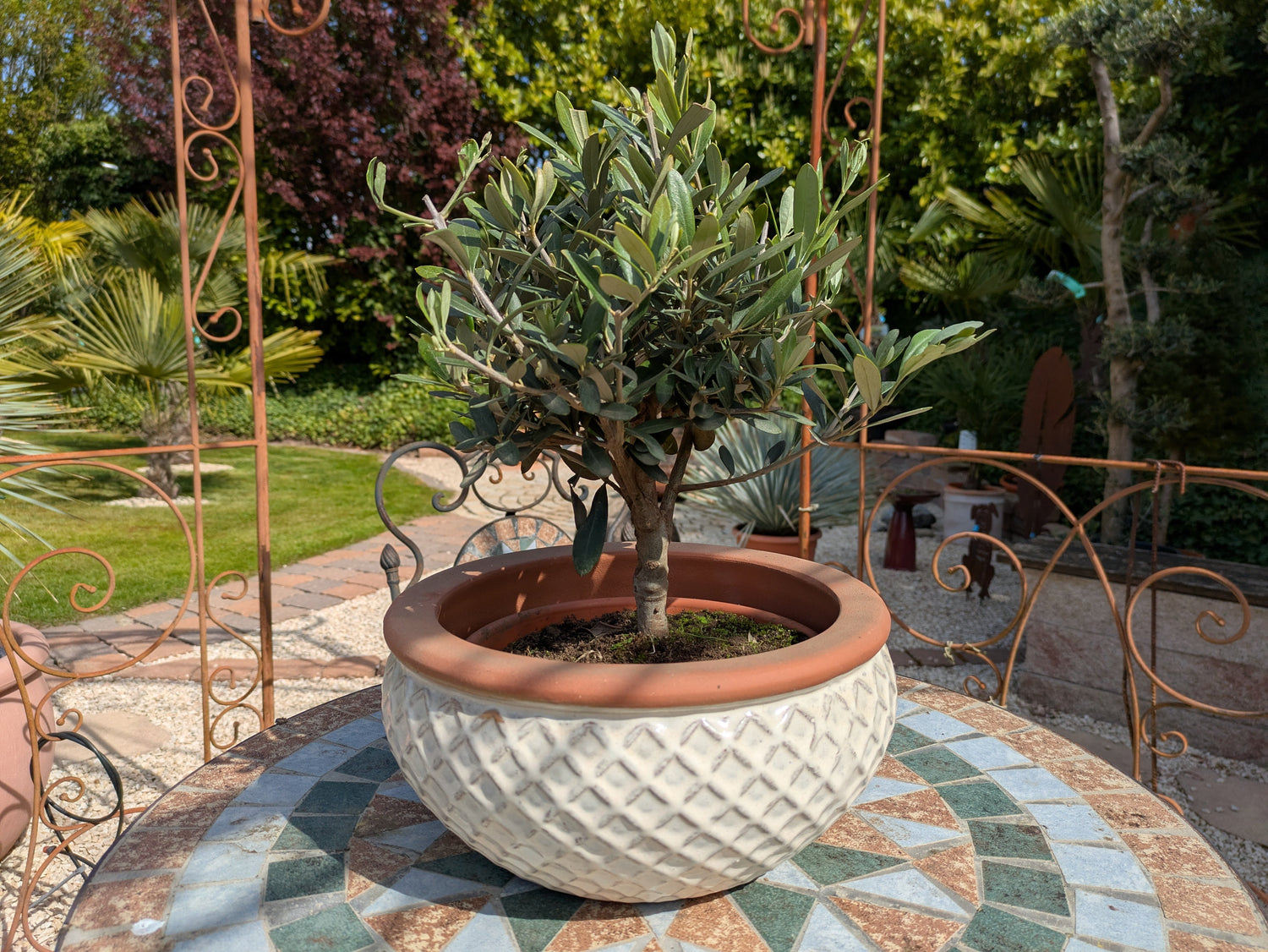 Olivenbonsai  in einer Dekoschale im Toskanagarten Lingenfeld