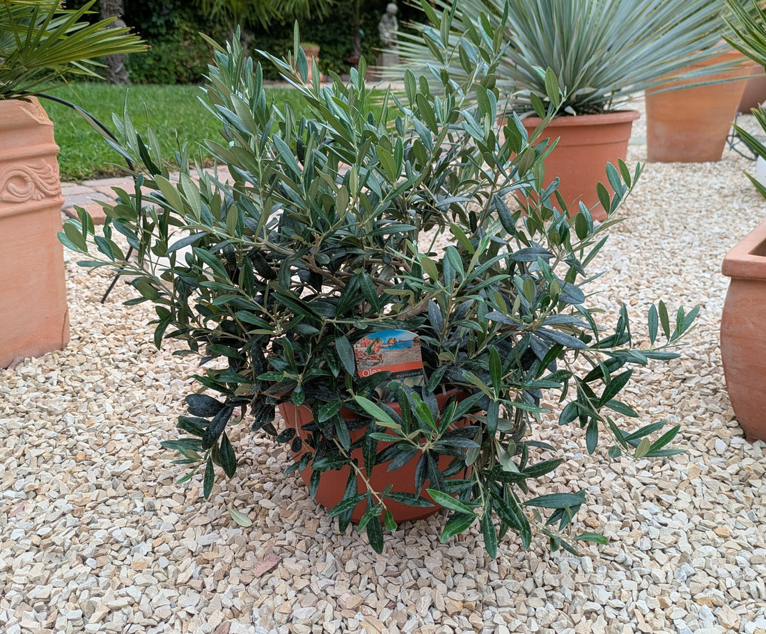 Olivenbusch Bonsaischale im Schaugarten Lingenfeld