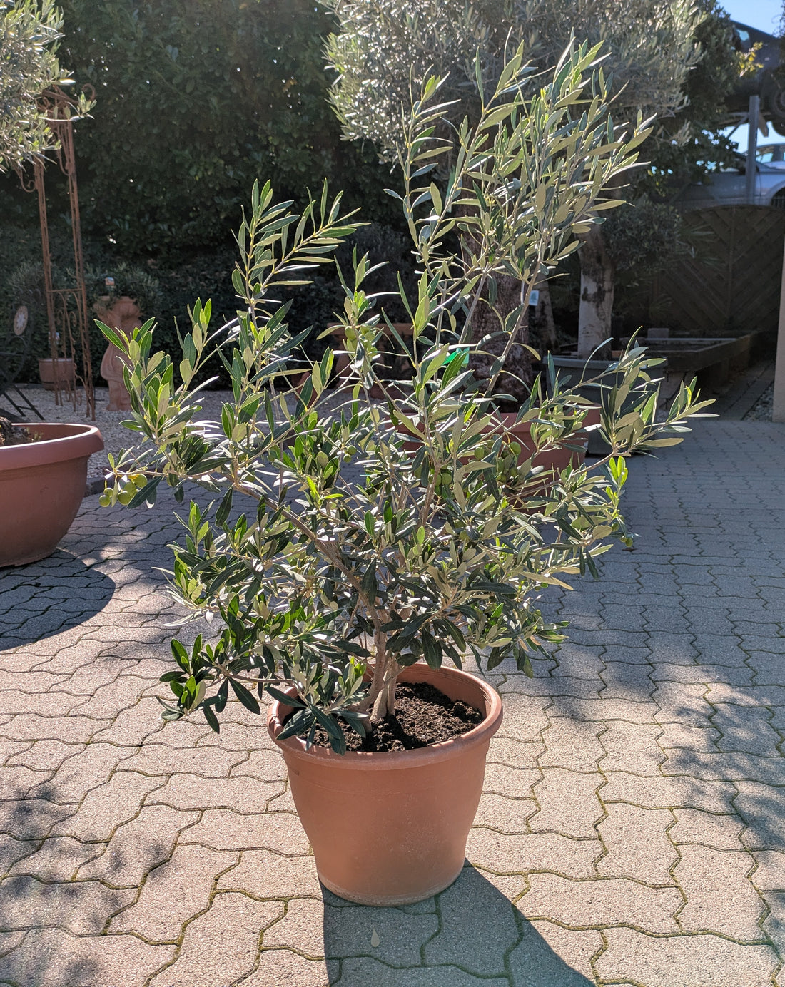 Olivenbusch im Toskanagarten