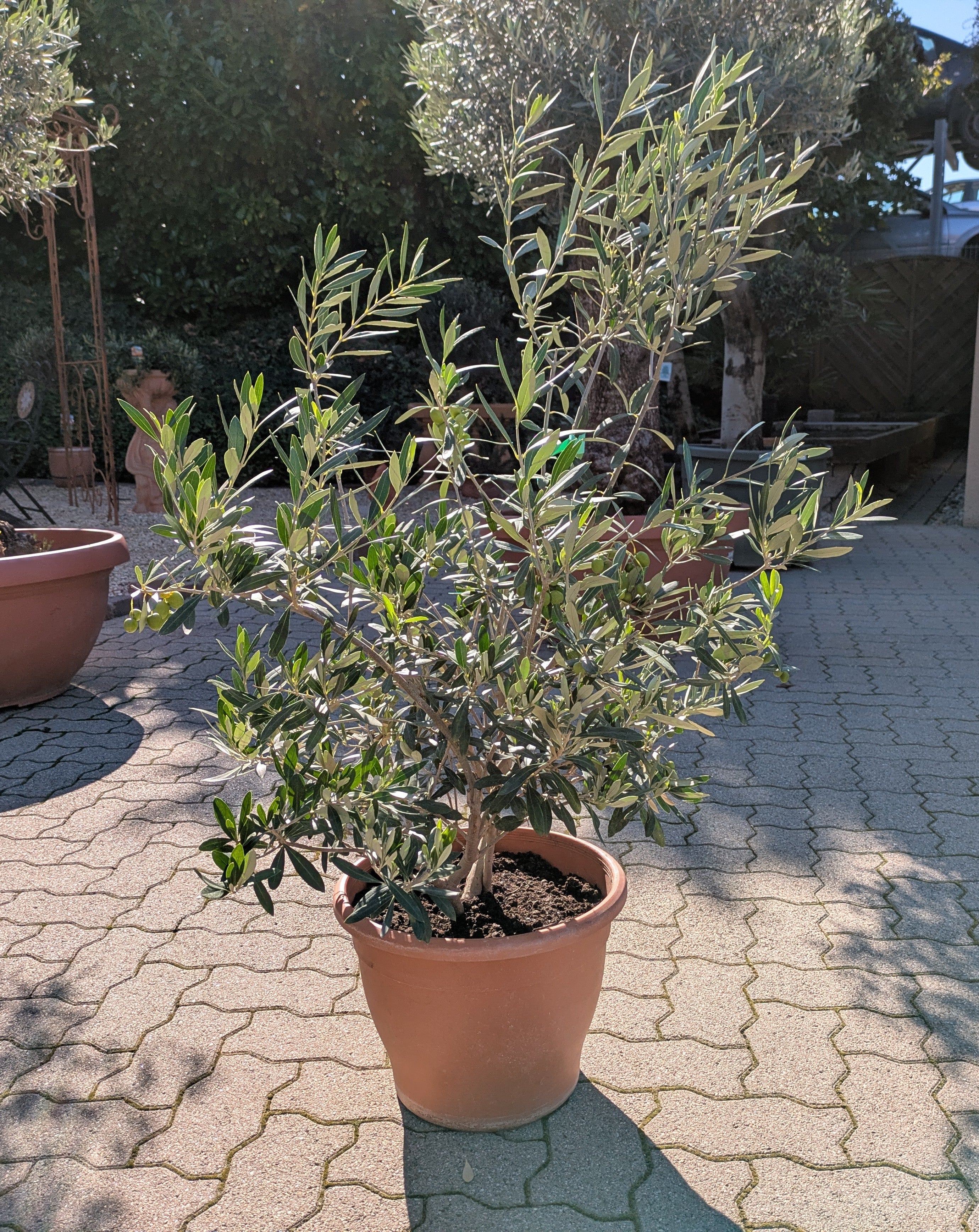 Olivenbusch im Toskanagarten