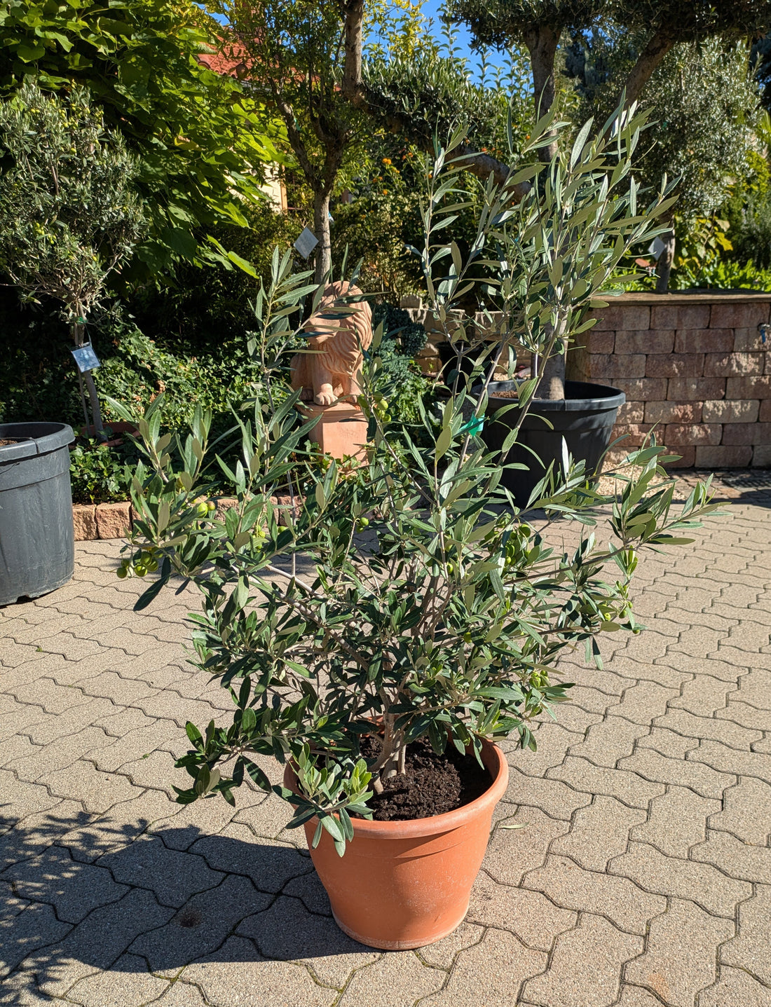 Olivenbusch im Toskanagarten Lingenfeld