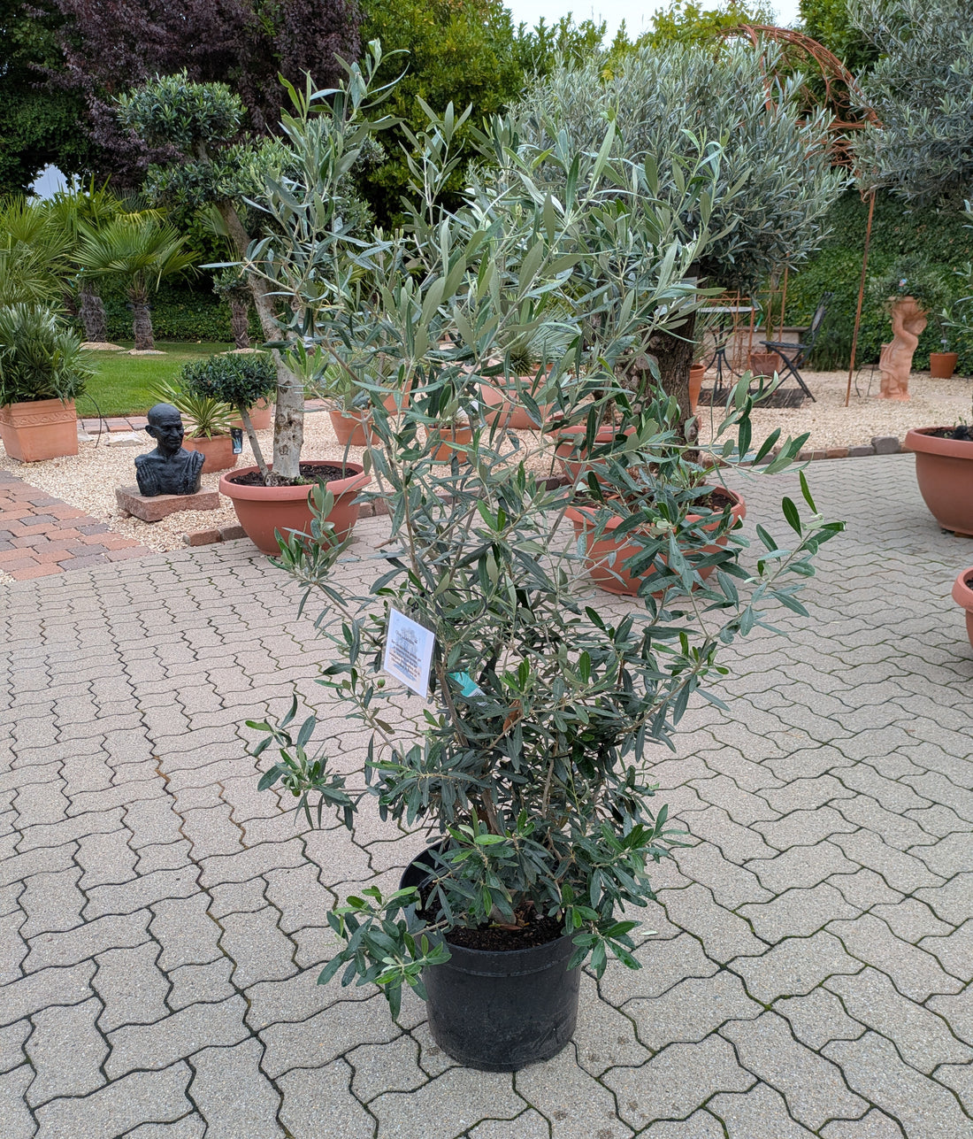 Olivenbusch im Toskanagarten Lingenfeld