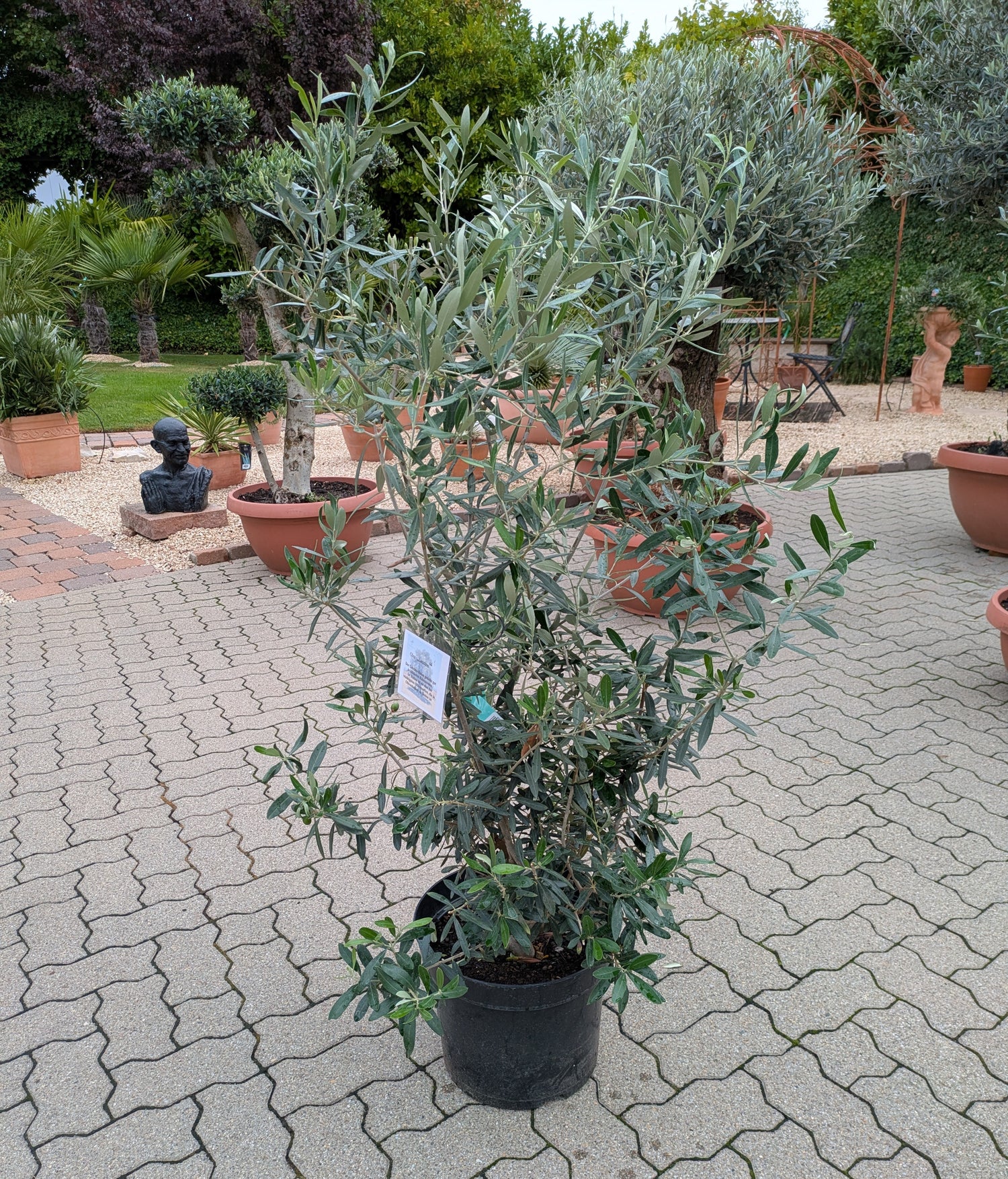 Olivenbusch im Toskanagarten Lingenfeld