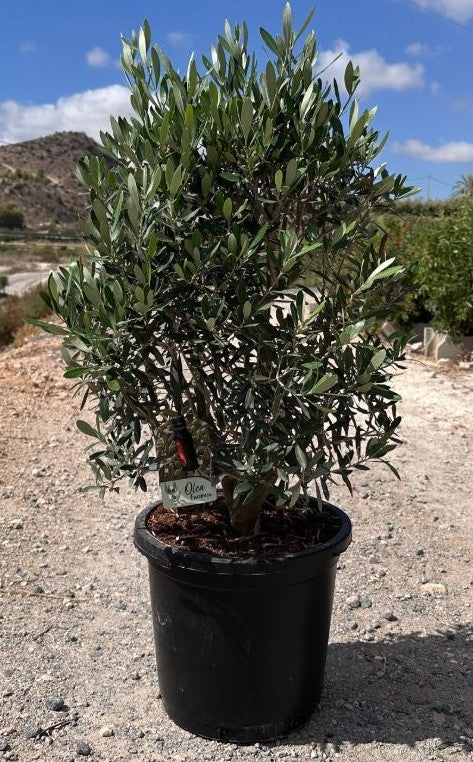 Olivenbusch 10 Jahre "cuno"