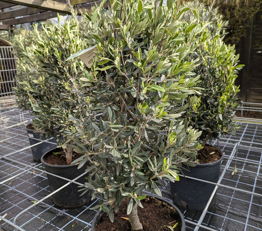 Olivenbusch Kegelform " Arbusto"