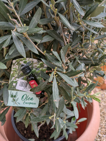 Olivenbusch 10 Jahre "cuno"