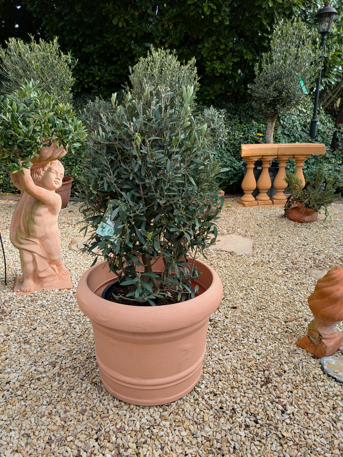 Olivenbusch 10 Jahre "cuno"