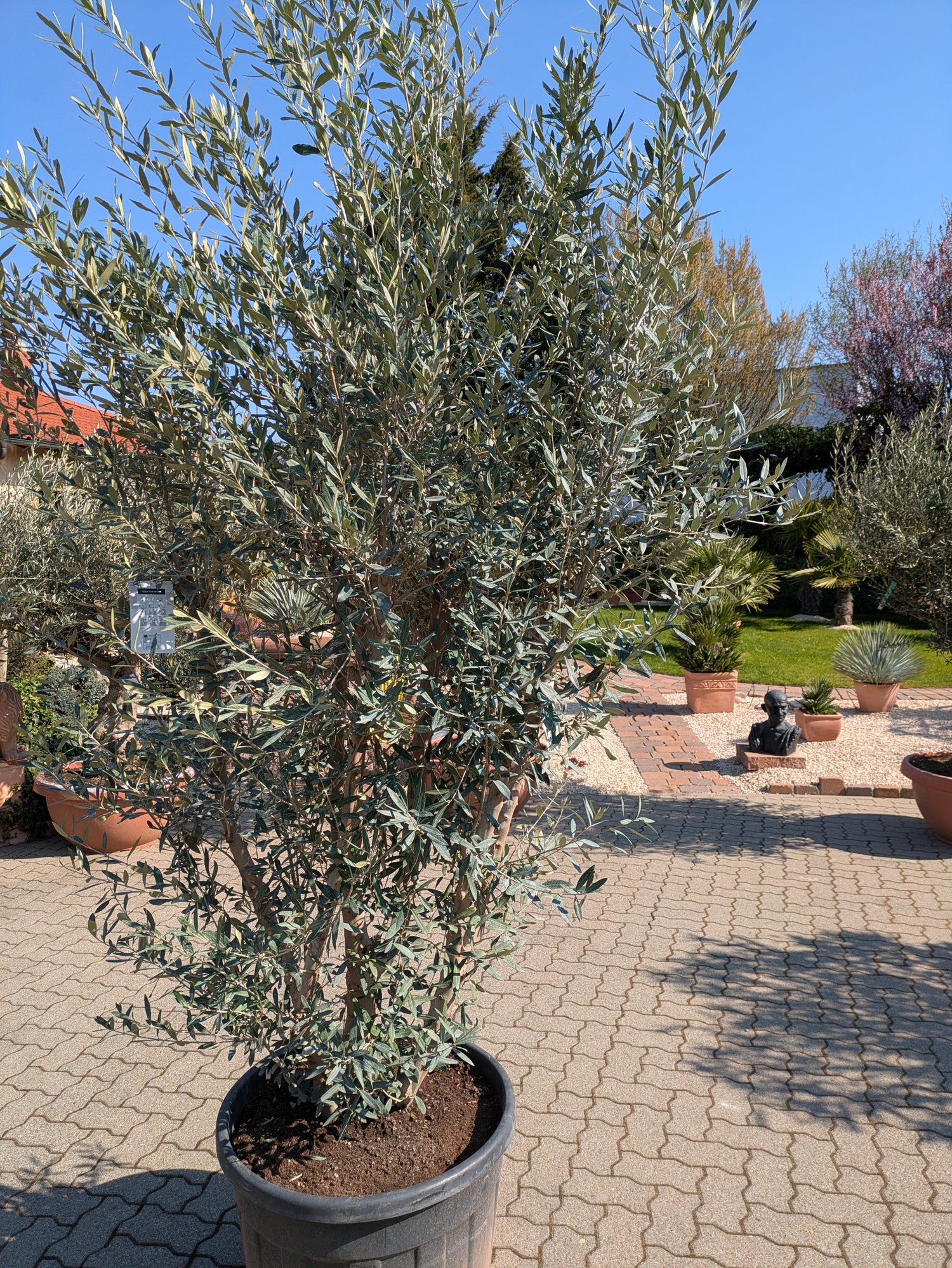 Olivenstrauch 350cm xxl