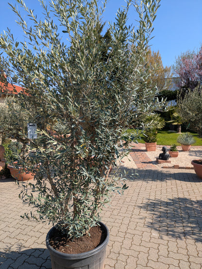 Olivenstrauch 350cm xxl