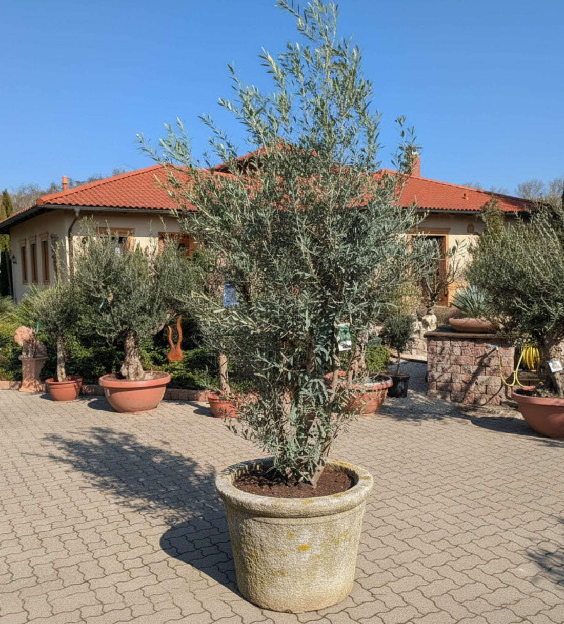 Olivenstrauch XXL im Dekotopf
