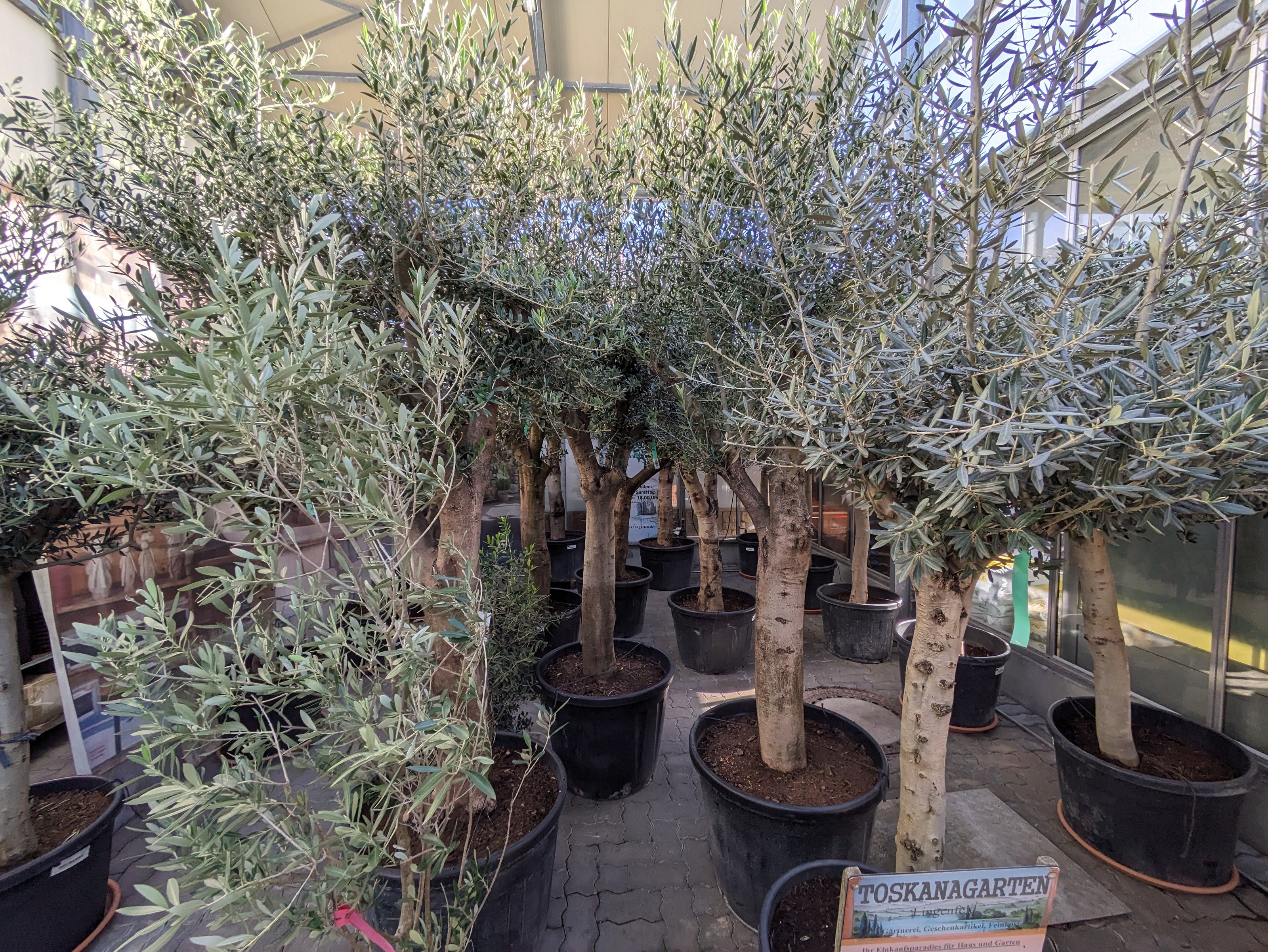 Olivenbäume im Gewächshaus der Gärtnerei Scherer Toskanagarten