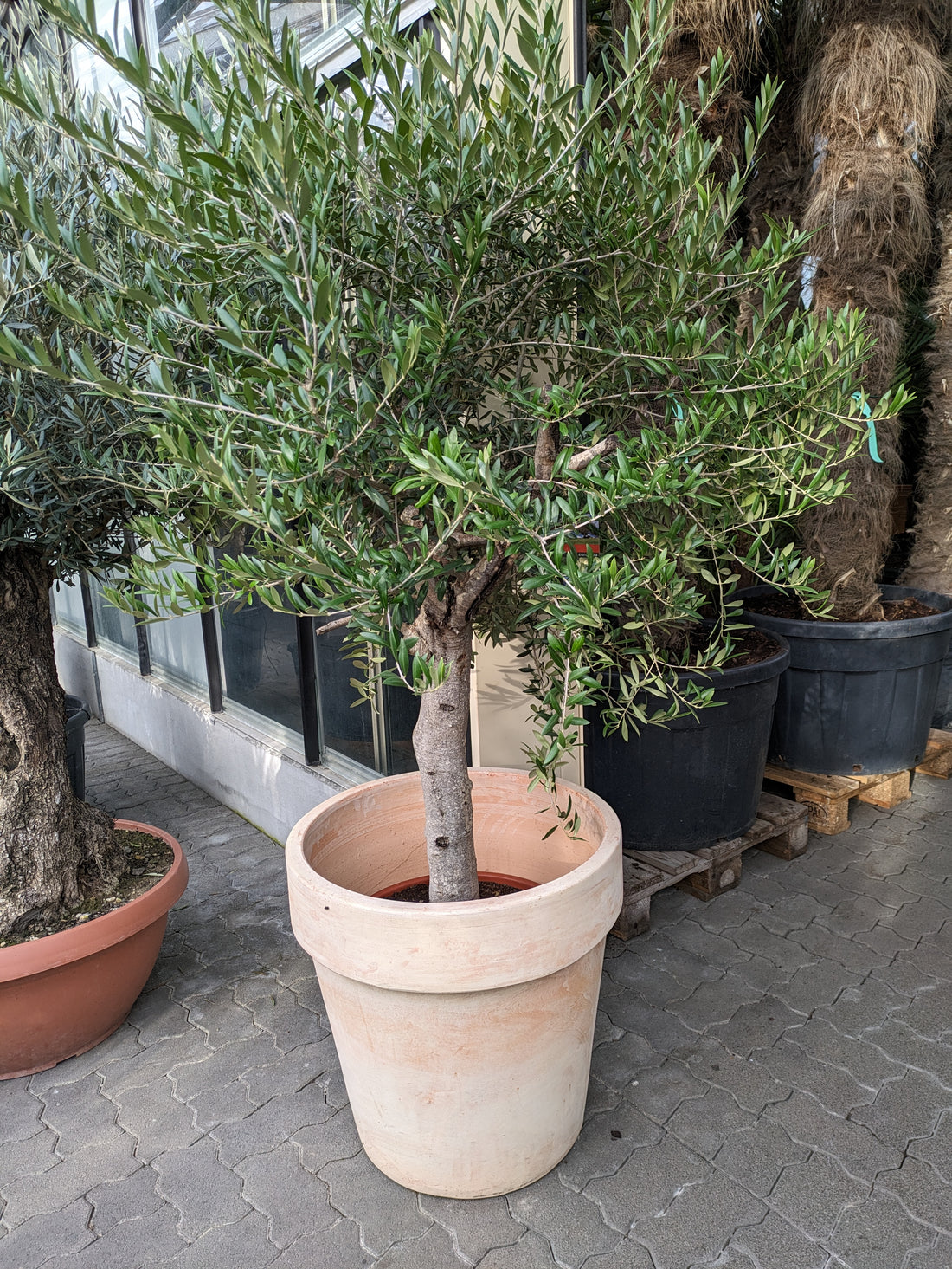 Olivenbaum 40 Jahre im Terra