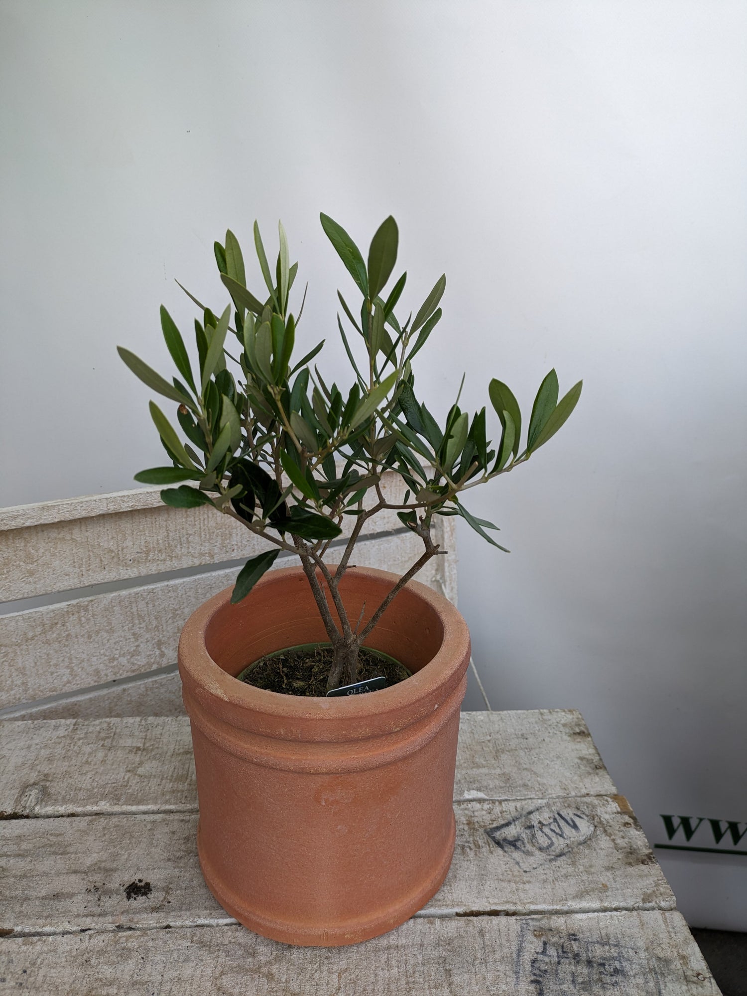 einjähriger Olivenbaum im Terracotta