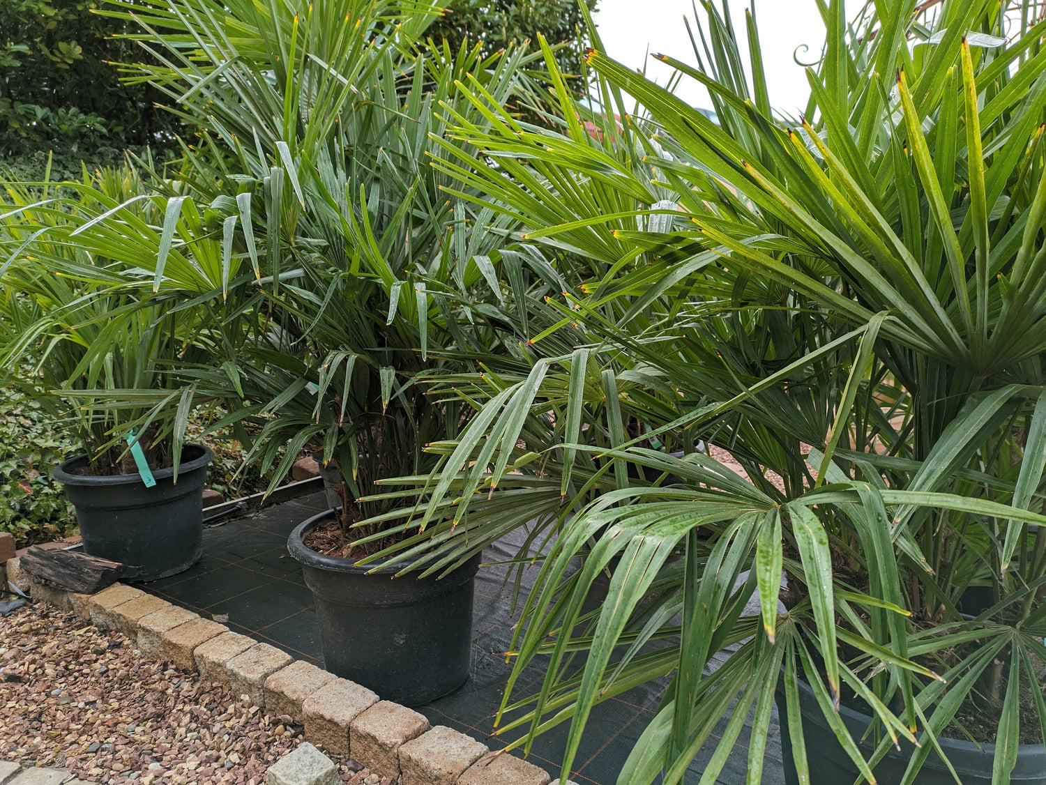 Trachycarpus mehrstämmig