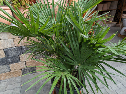 vielstämmige Hanfpalme Toskanagarten