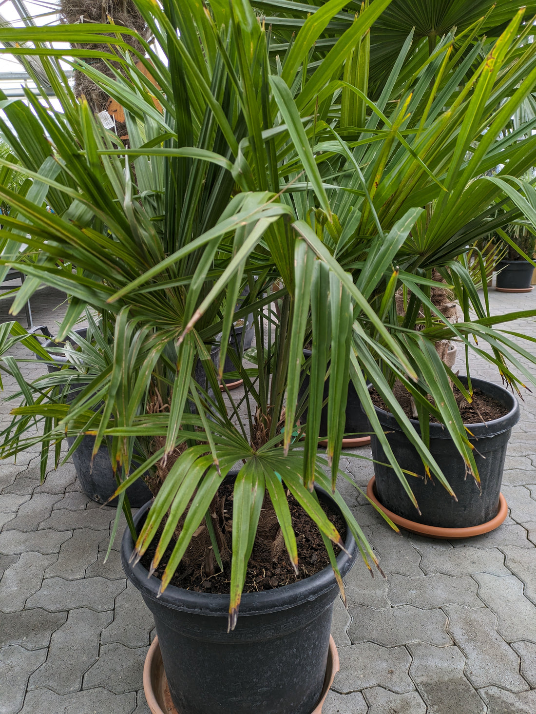 Trachycarpus 4 Stamm