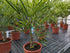 Trachycarpus 110cm