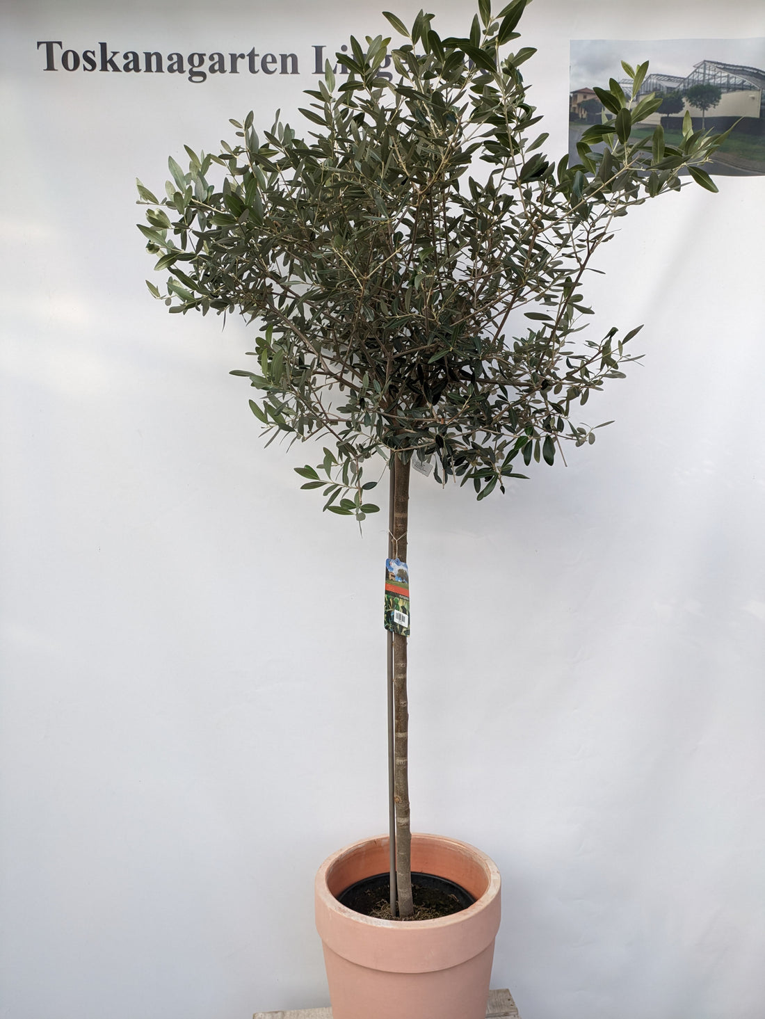 Olivenbaum 17 Jahre