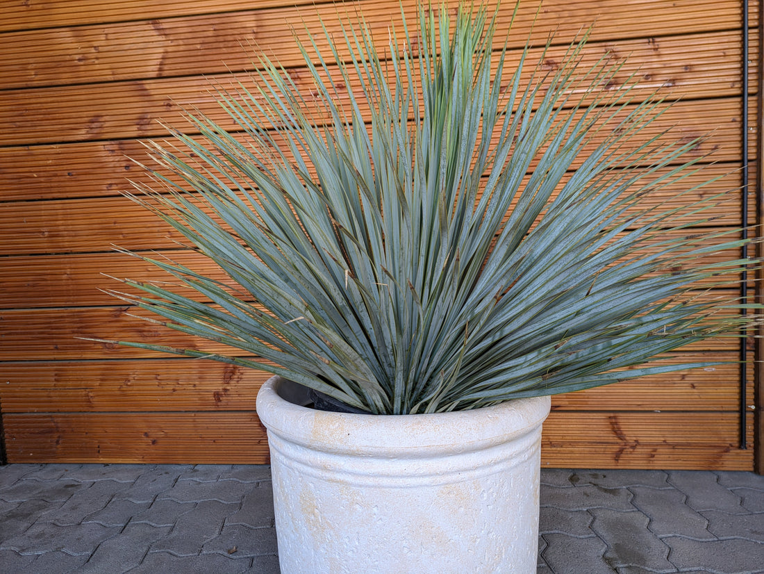 Yucca rostrata 100cm XL