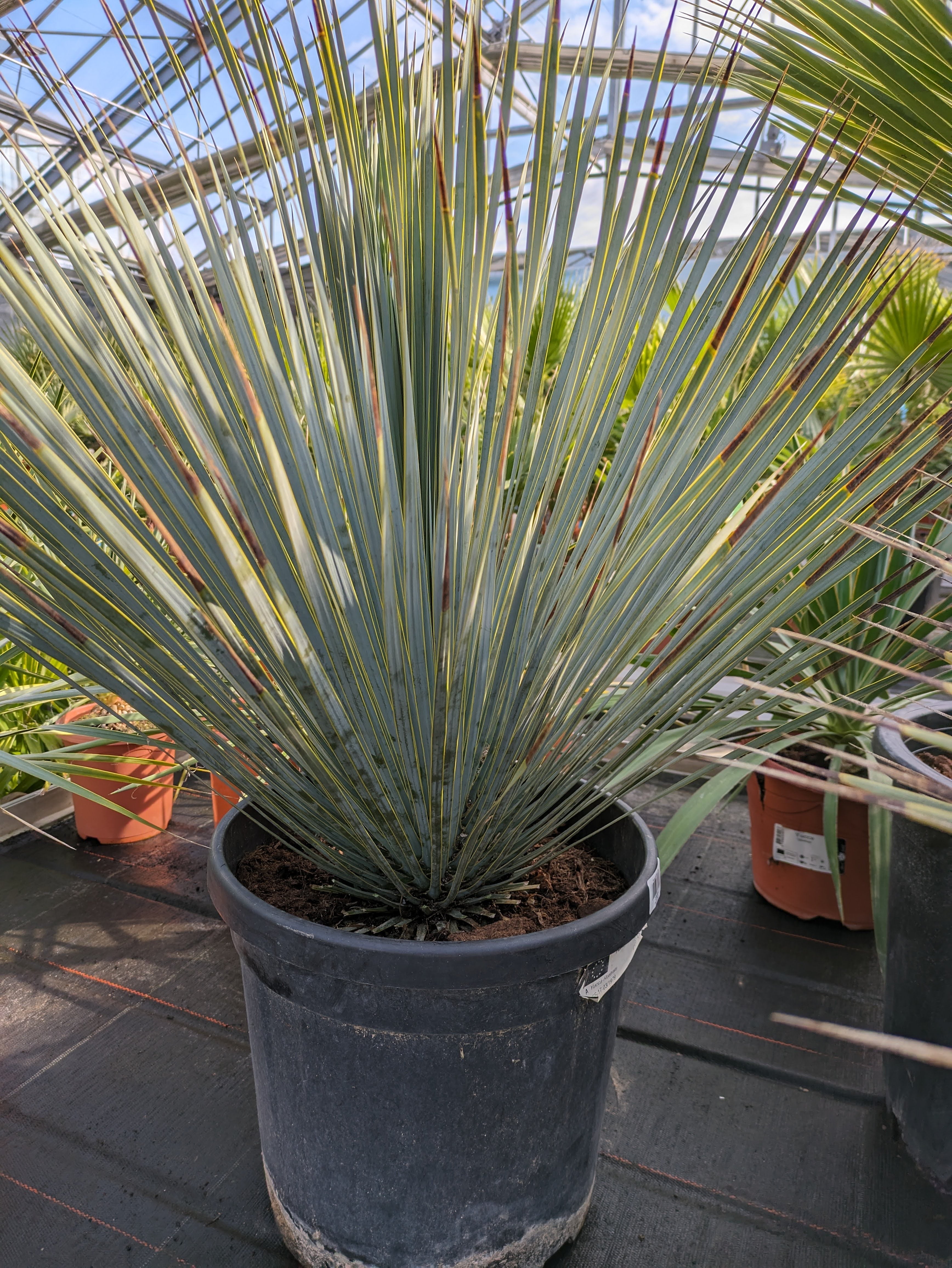 Yucca rostrata 90cm