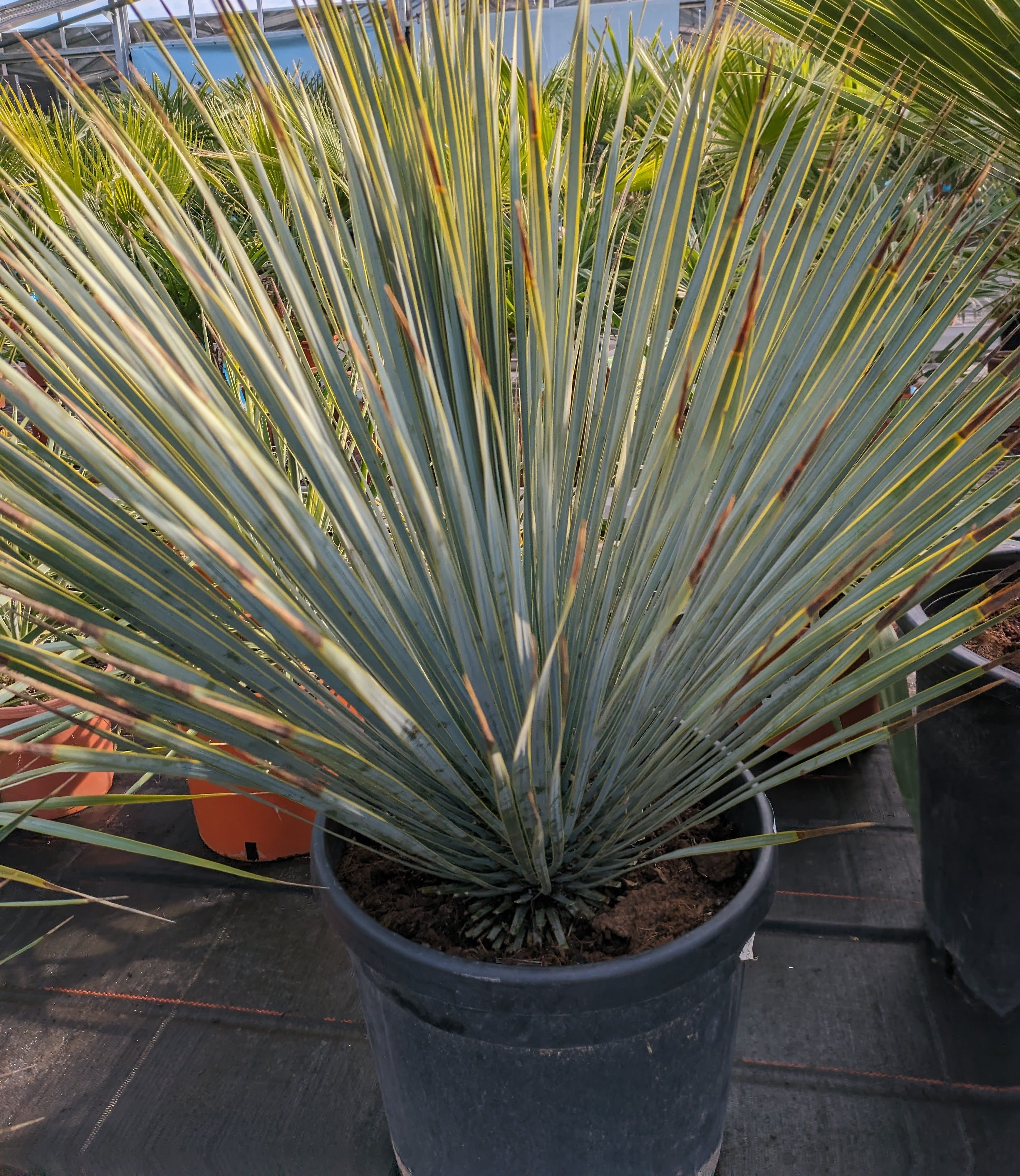 Rostrata Toskanagarten 90cm