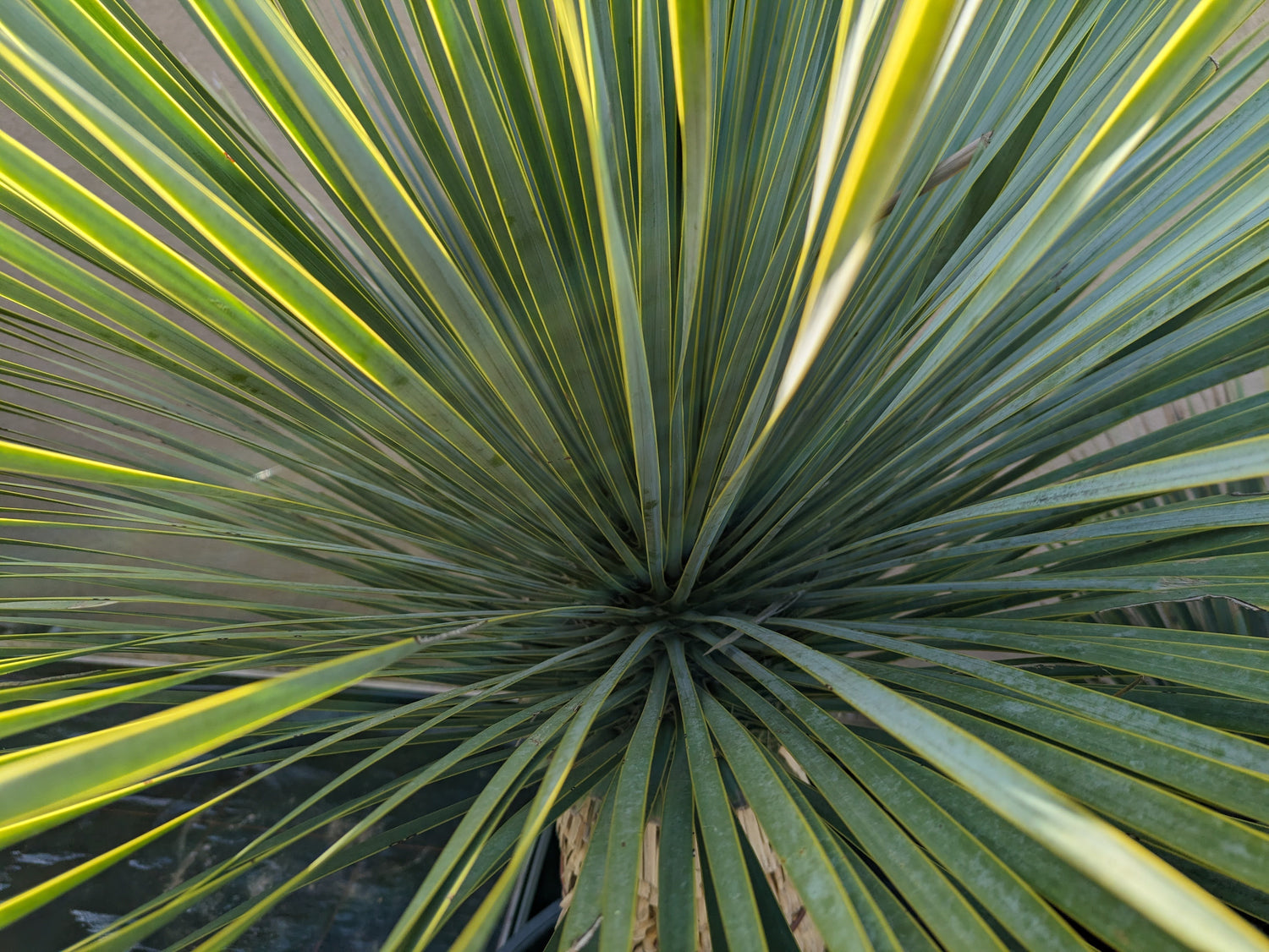 Rostrata Krone der 60cm Stamm Yucca