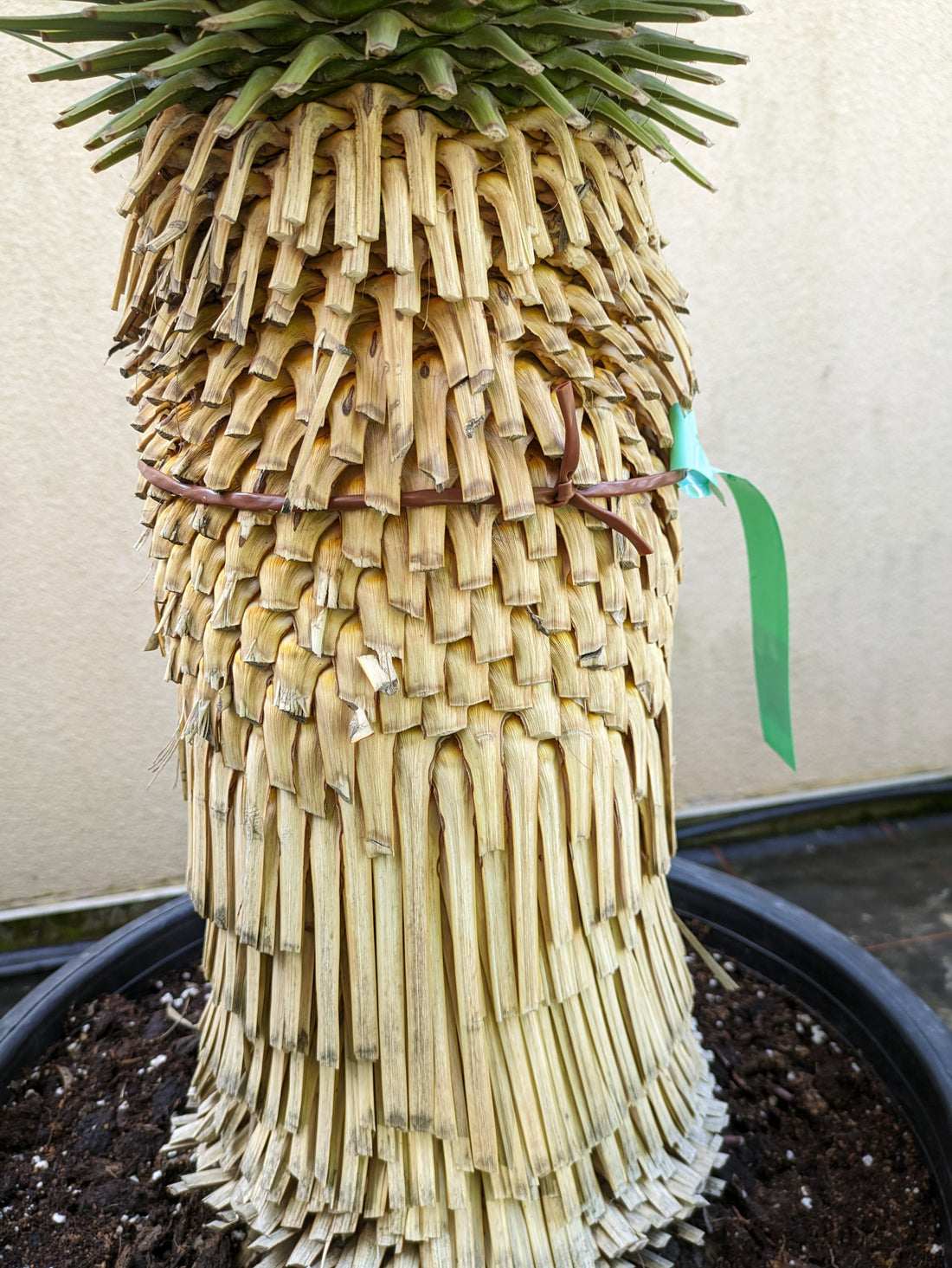 Yucca Rostrata Stamm, Qualitätspflanze vom Toskanagarten