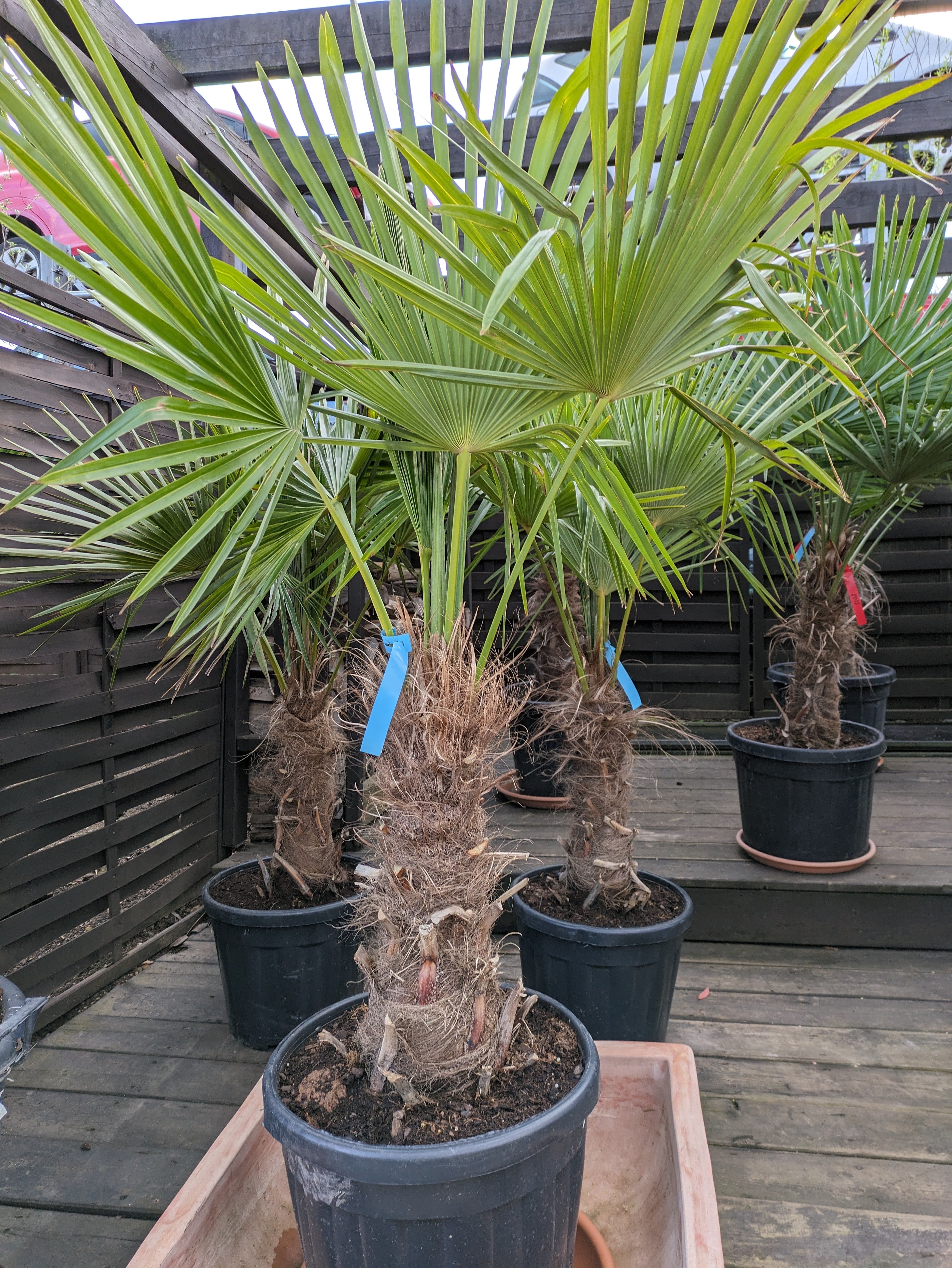 Trachycarpus fortunei 60cm Stamm