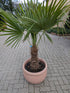 Trachycarpus 60cm Stamm