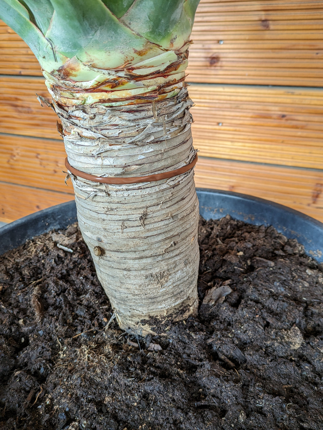 Dracaena Drago 160cm