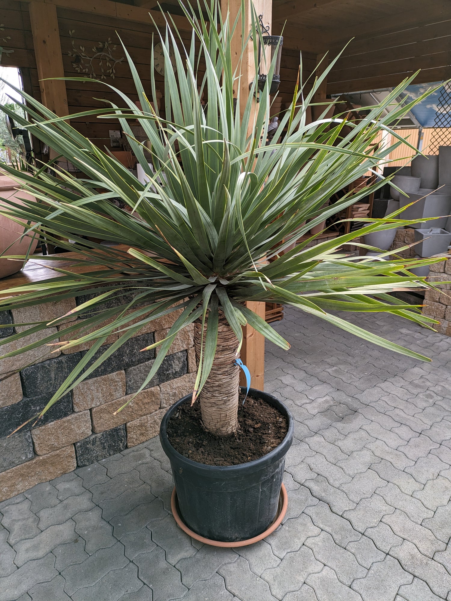 Dracaena Draco XXL 190cm