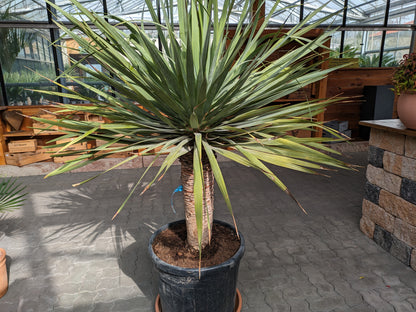 kanarischer Drachenbaum im Toskanagarten Lingenfeld