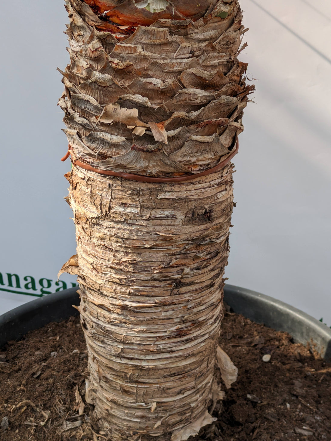 Stamm Dracaena Draco im Toskanagarten