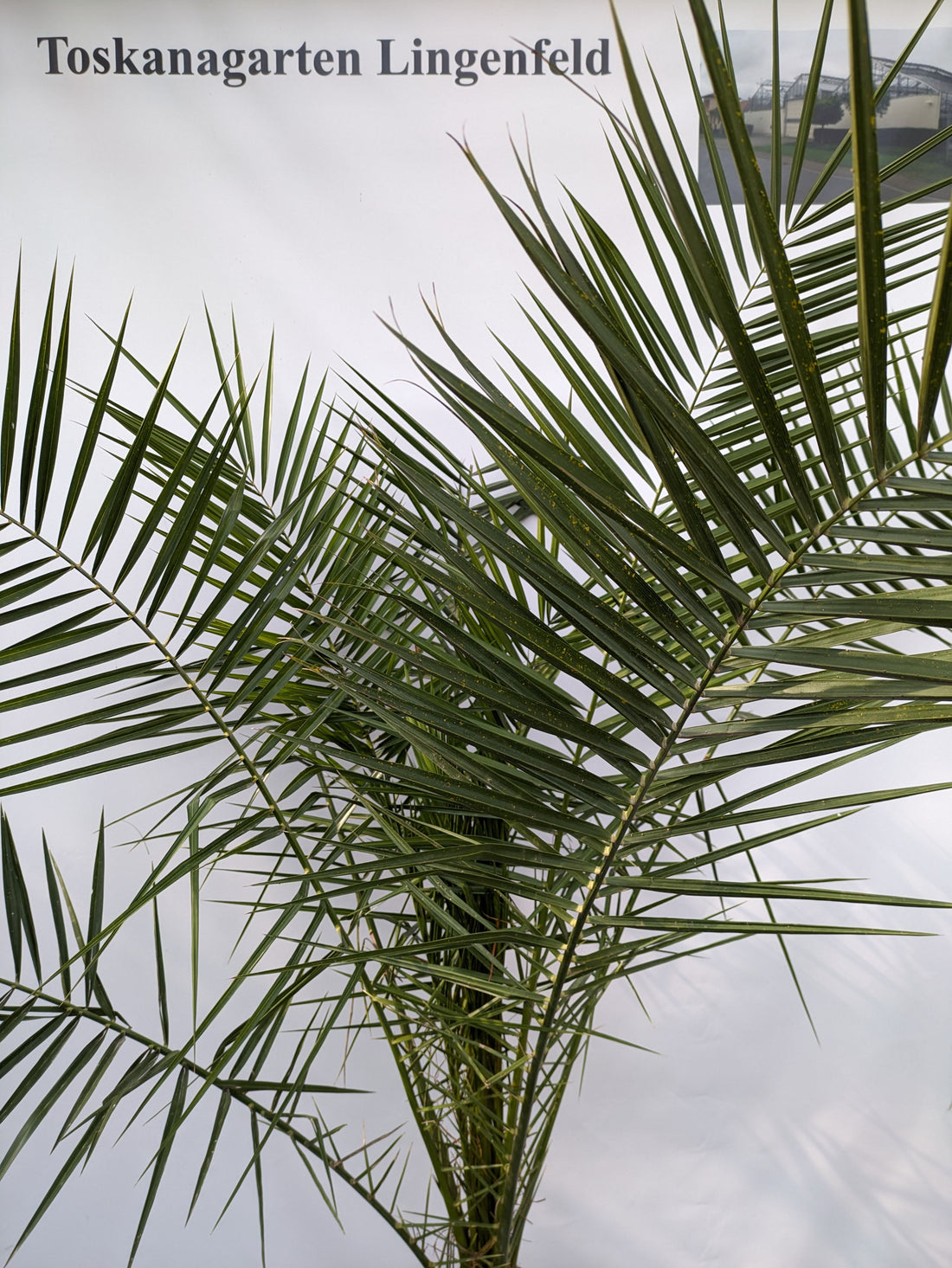 Extra große Dattelpalme im Toskanagarten