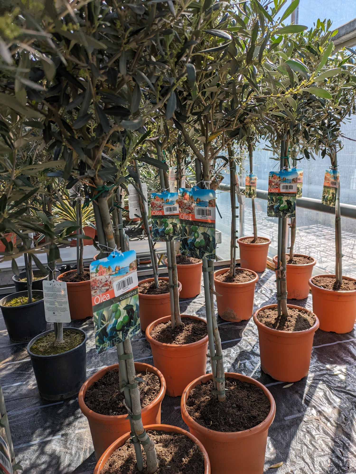 120cm Olivenbäume im Toskanagarten