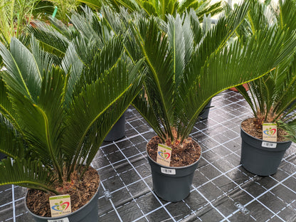 Cycas revoluta 70cm in der Gärtnerei