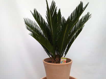 Cycas 70cm im Terracotta-Topf