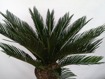 Cycas revoluta 70cm