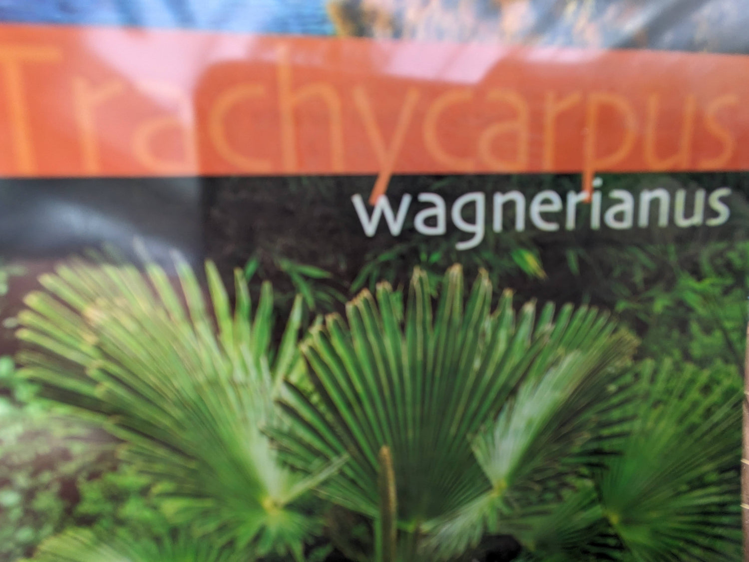 Etikett Wagnerianus