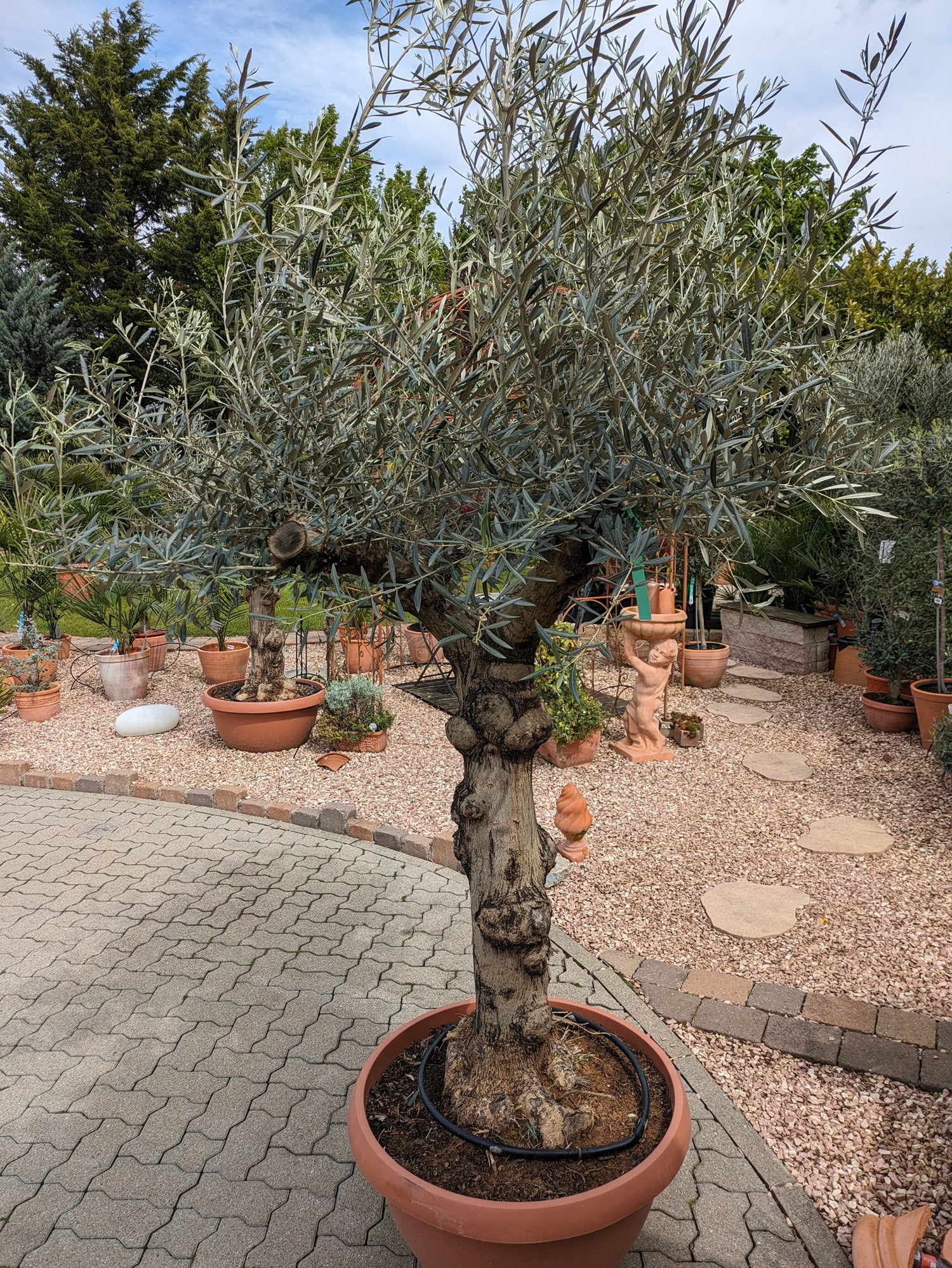 Olivenbaum 90 Jahre alter Bonsai