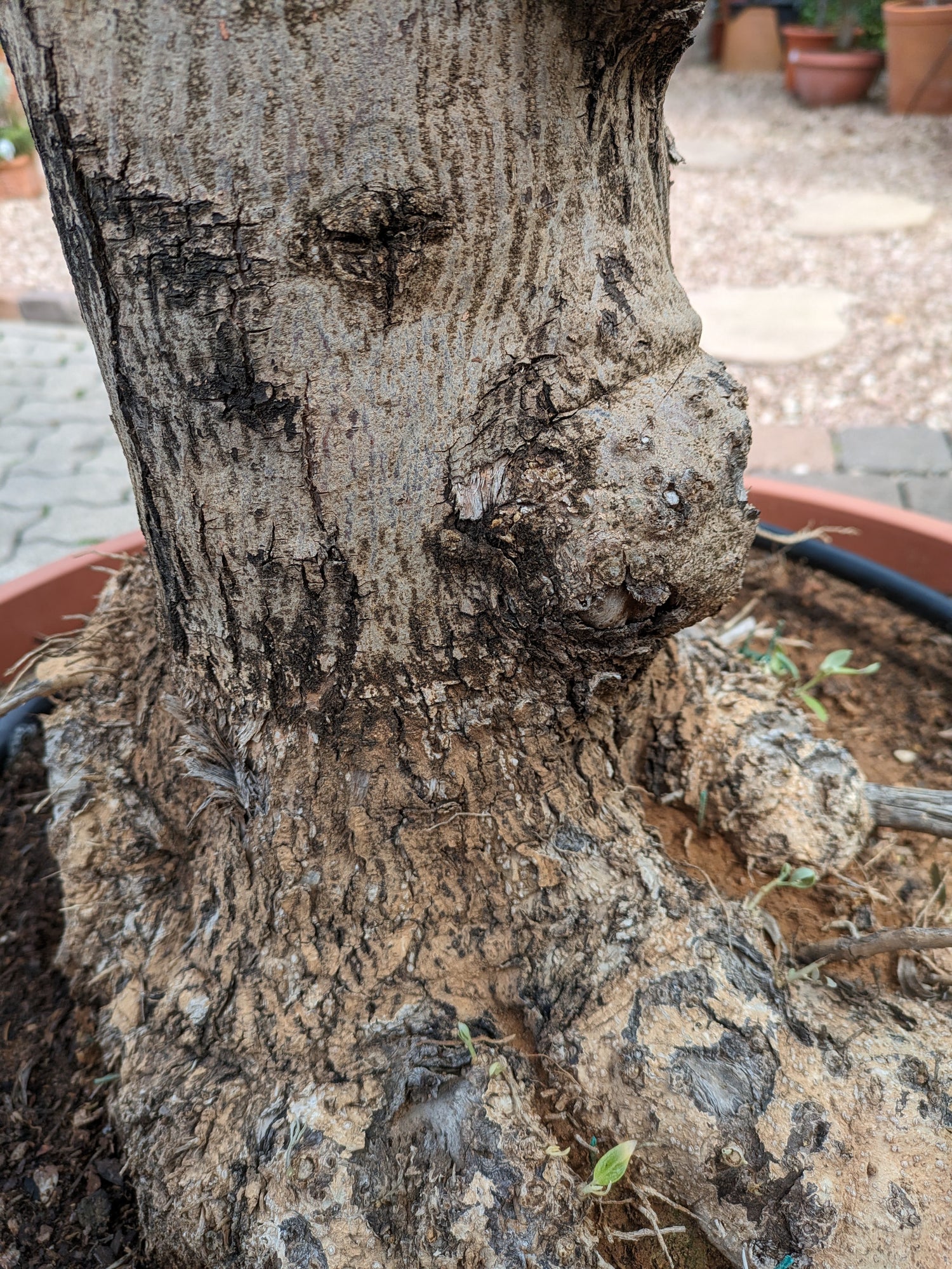 Olivenbaum , 90 Jahre, knorriger Stamm Gartenbonsai