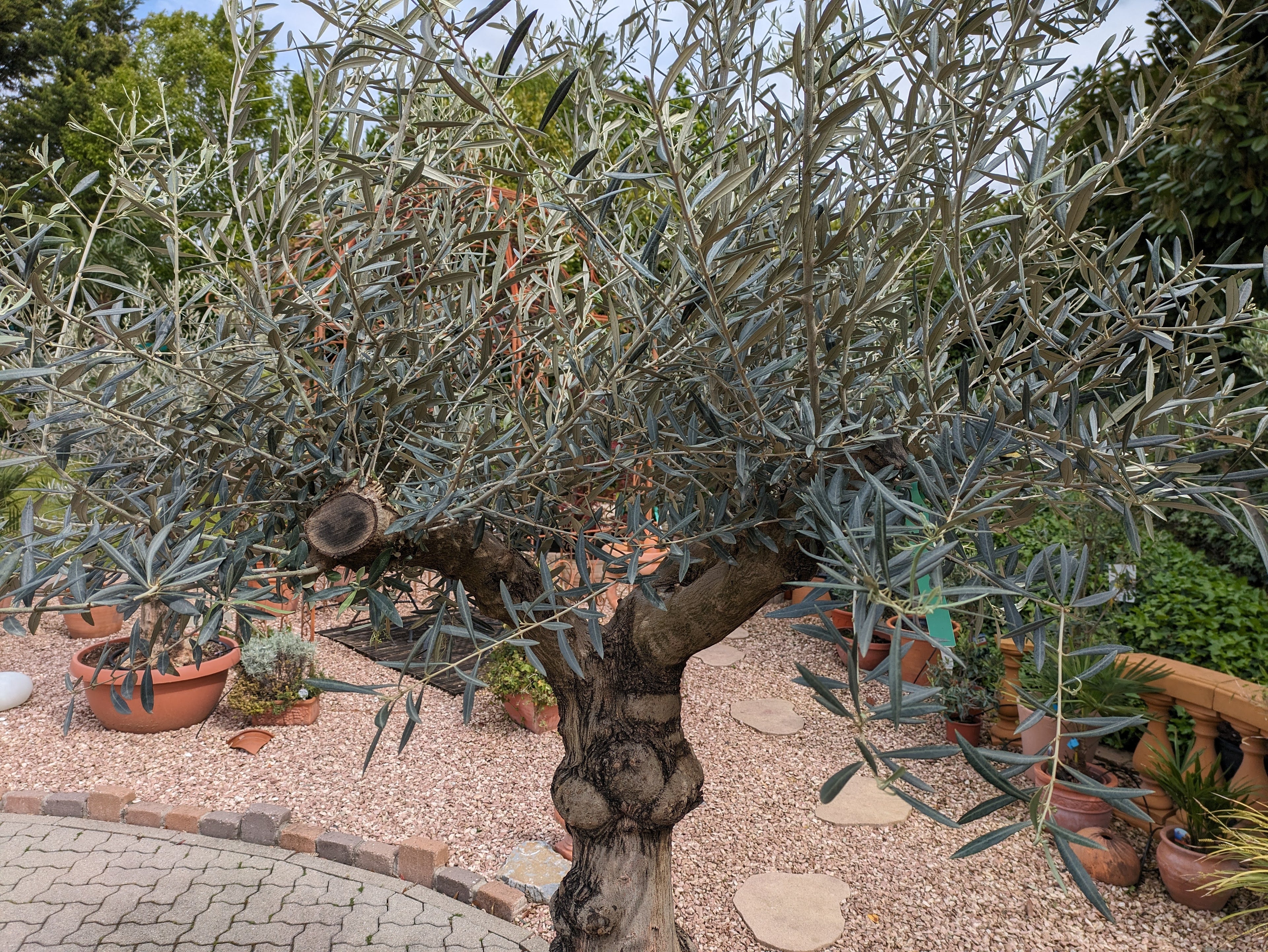 Krone Bonsai Olive 90 Jahre alt