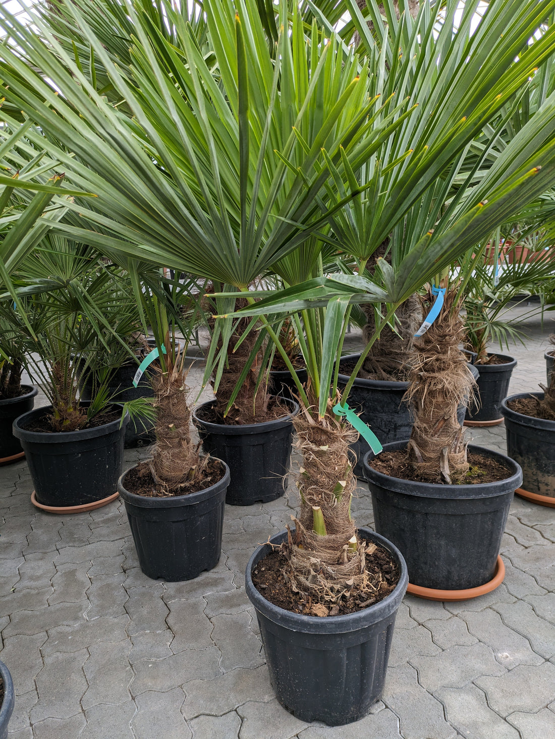 Trachycarpus fortunei 50cm Stammhöhe