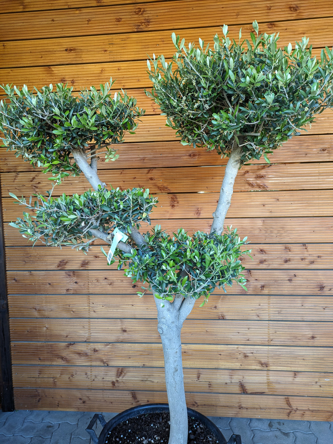 Olivenbaum Pon Pom 180cm
