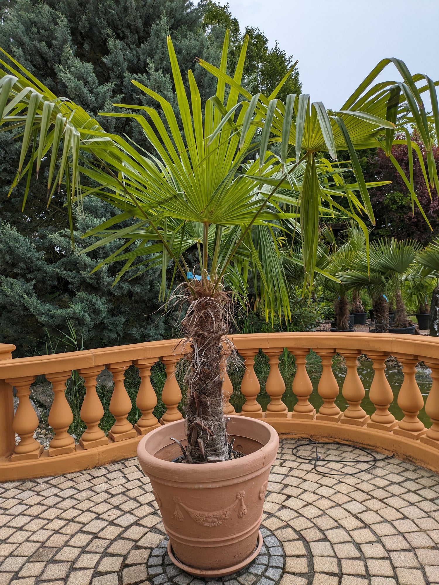 Trachycarpus auf der Terrasse im Toskanagarten