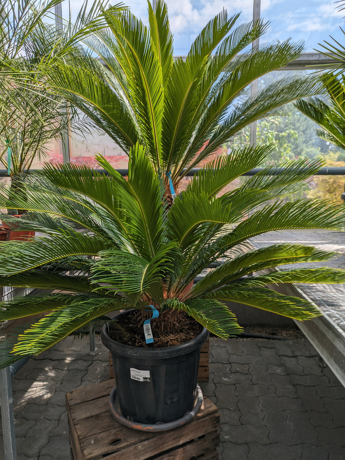 Cycas revoluta, Palmfarn XL 110cm