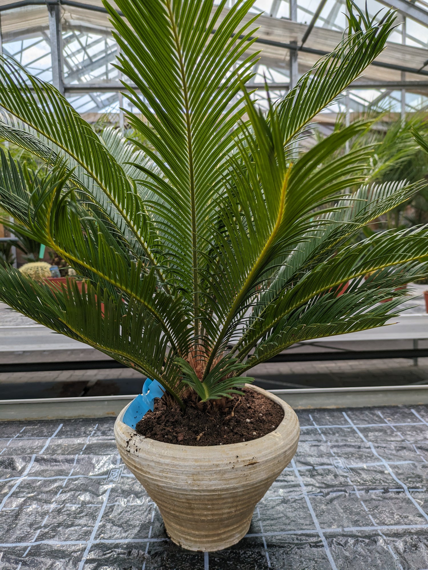 Palmfarn mit Dekoschale
