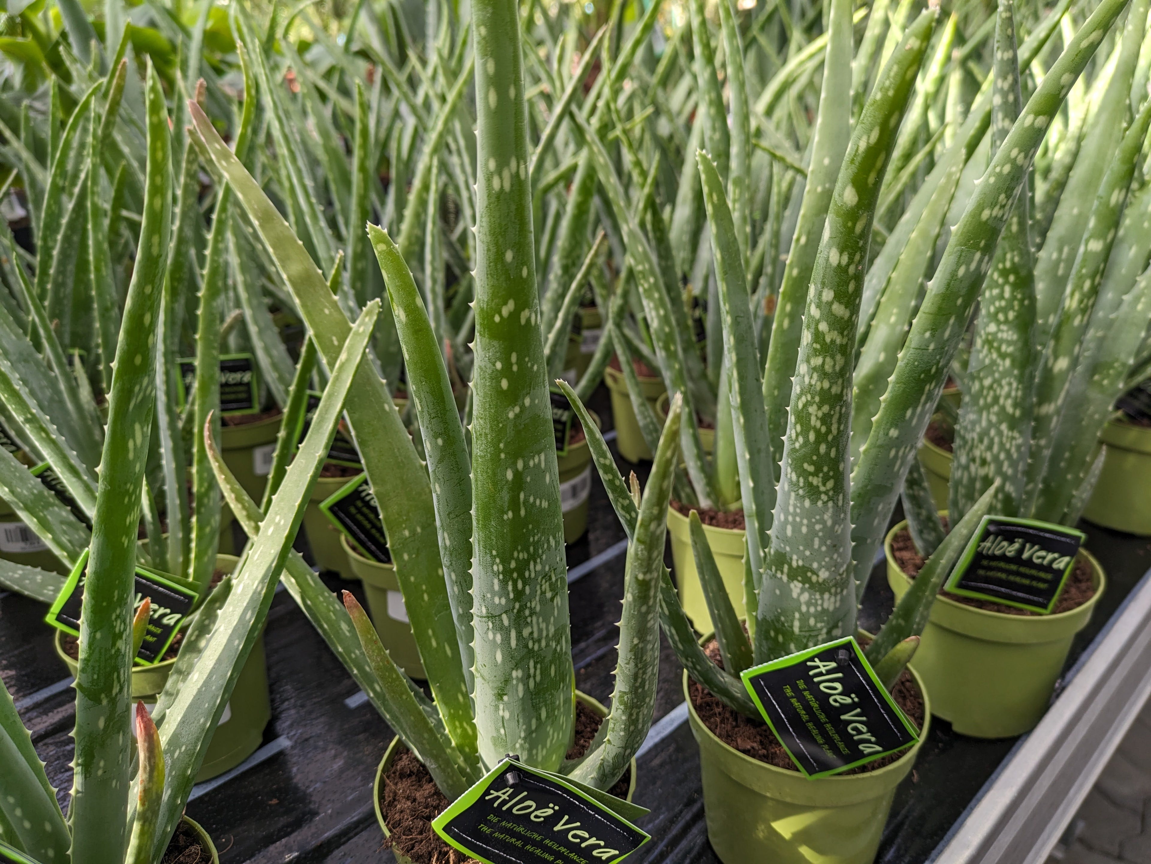 Aloe im Toskanagarten Lingenfeld